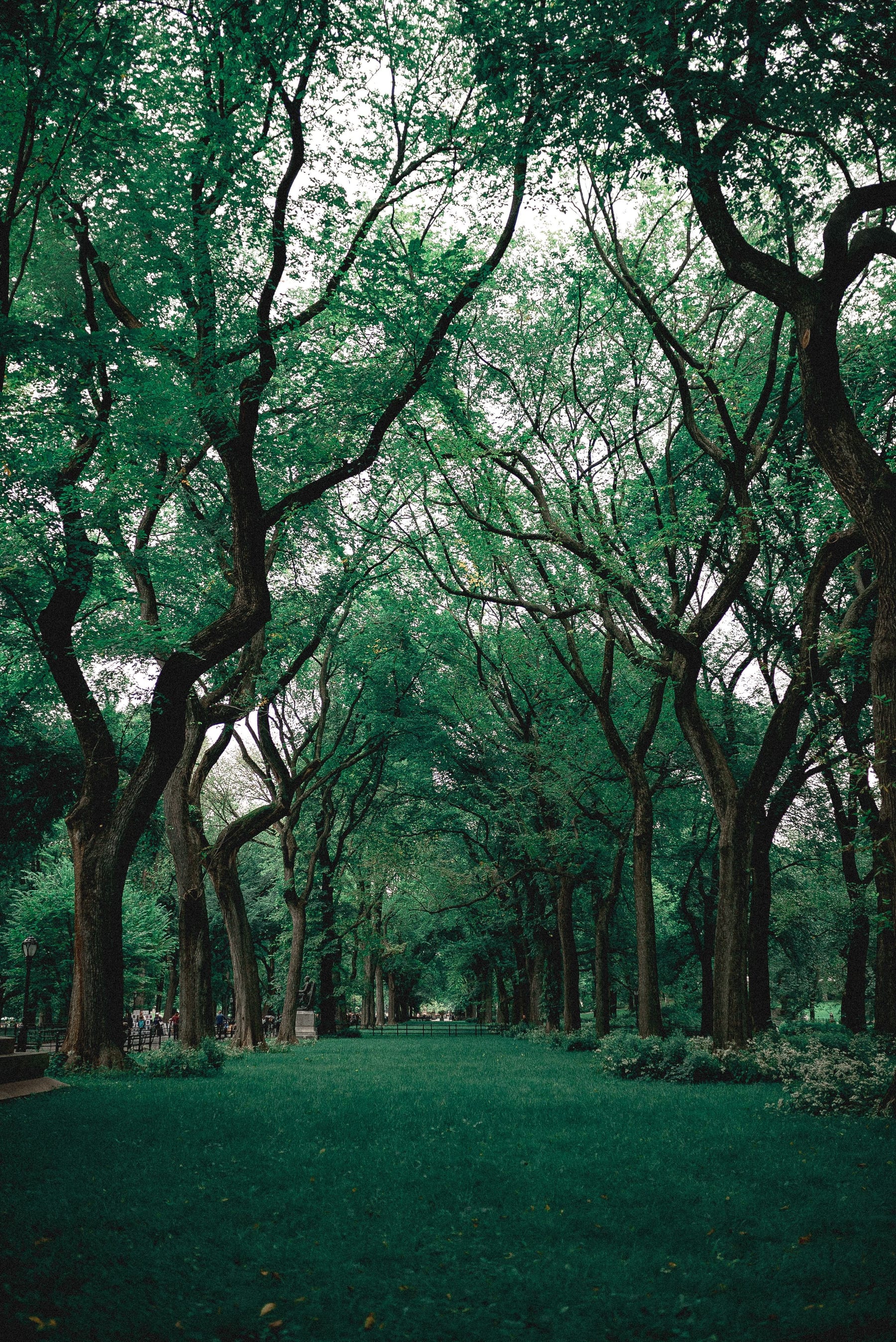 Pad door een groene parklaan met bomen